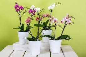 Orquídeas Phalaenopsis 2