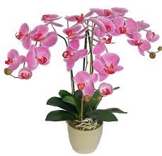 Orquídeas Phalaenopsis