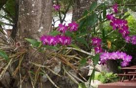 como plantar orquideas 