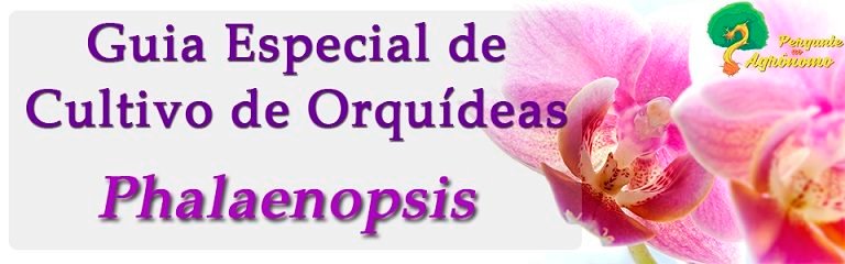 Guia Especial de Cultivo de Orquídeas Phalaenopsis ebook pdf