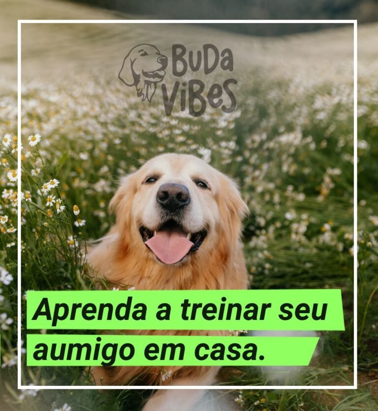 Curso Budáltico - Como treinar seu aumigo em casa