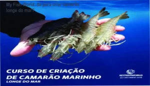 Curso de Criação de Camarão Marinho Longe do Mar My Fish World bastidores e funcionamento interno