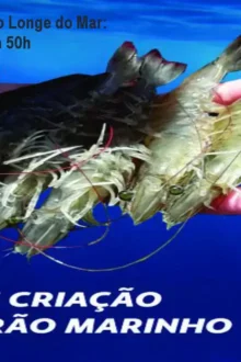 Curso de Camarão Marinho Longe do Mar: Criação Superintensiva em 50h