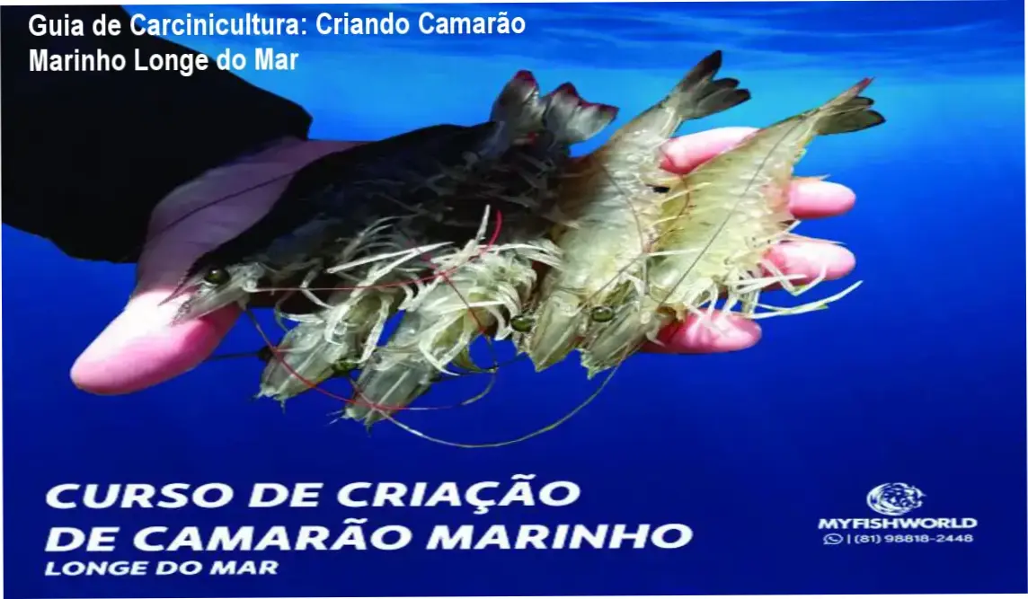 Infográfico técnico demonstrando o sistema de criação superintensiva de camarão marinho em ambiente continental